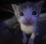 Niqhtxs0ul