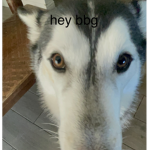 b r o ?