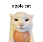the apple cat foundation