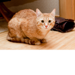 LemonadeCat_YTFanGroup