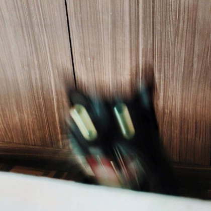 Cat Roblox decal
