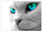 *Mistclan*