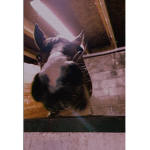 Maddie’s angles