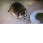 Breadraccoon