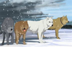 TEH #WOLF SQUAD