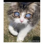 Kittens and more