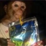 bed wars monkey clan
