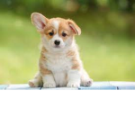 DogpupAnnie