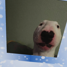 a snowy day with Walter