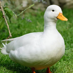 For the love of all ducks