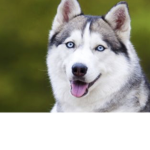 Huskeys are to cool