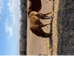 Mary’s friendly horse