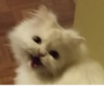 Yamuuz!