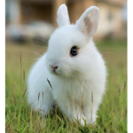 Mr. Nibble’s fans