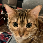 CatDistraction’s Group