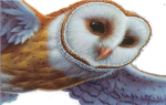 Ga'Hoolian Warriors