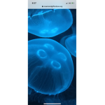 jellyfish team1