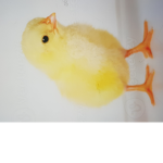 chicks and bunny