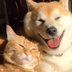 Doge & Cats!