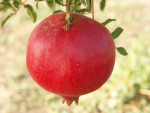pink pomegranate