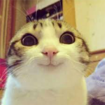 Show me a kitten