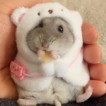 -=unstable rats=-