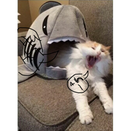 The epic sharks v.s cats united