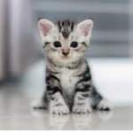 Bow down to the cats and kittens group