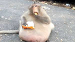 fat monkey