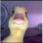 Bawunka