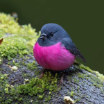 pink fluffy birds