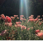 flowerfield