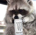 Raccoon United Legions