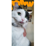 Danny the Cat