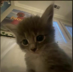 kitten cats! Meow meow!