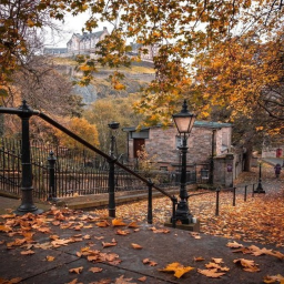 🍁