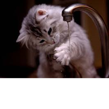 Shaggy drink