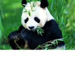 panda people!!!!!