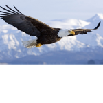 EagleGamers