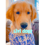 •###### dogs•