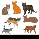 Warrior Cats ^ ThunderClan Rp [Beta]