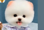 HI POOKIES WELCOME