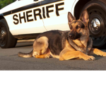 Sheriff POLICE DOGS