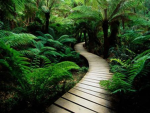 Natures Beauty Donation Game