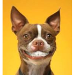 Mc Doggy