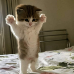 CATS THAT DON'T EAT FISH!