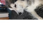 Husky’s are the best
