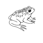 FROG-TOAD ######