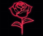 Seven's Bloom