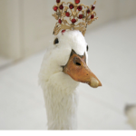 Ducko Citizens